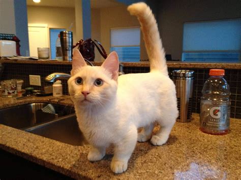 Munchkin Cat Breed Small Facts And Information Pets Nurturing
