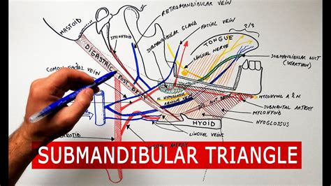 Submandibular Triangle Boundaries And Contents Anatomy Tutorial Youtube
