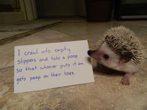 19 Reasons Why Hedgehogs Are The Cutest Things In The World