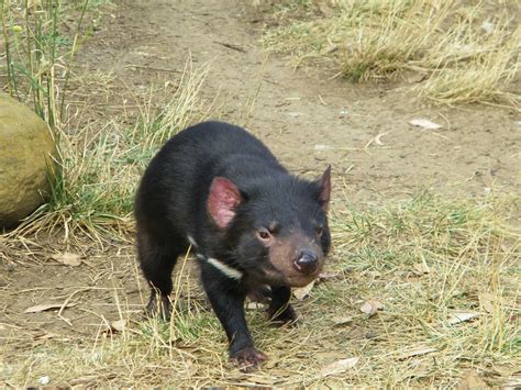 Facts About The Tasmanian Devil Swain Destinations