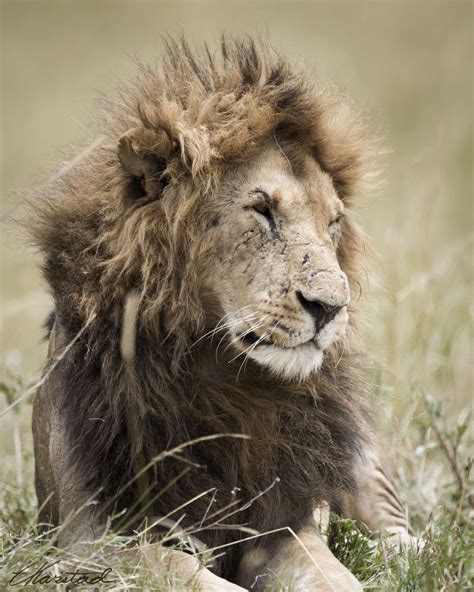 Elsen Karstads Pic A Day Kenya Male Lion Masai Mara Kenya