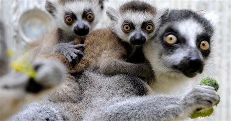 Extinction Madagascar Of Lemurs Would Have Huge Implications For Humans
