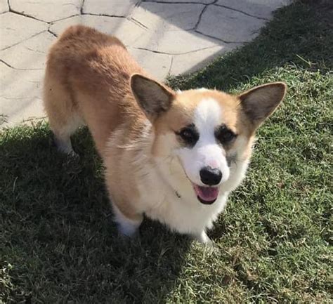 Bentley Southeast Corgi Rescue