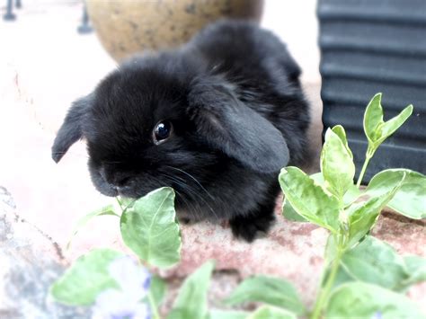 Black Baby Bunnies