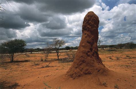 A Metropolis Of 200 Million Termite Mounds Was Hidden In Plain Sight