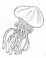 Jellyfish Coloring Box Drawing Fish Printable Getdrawings Colornimbus sketch template
