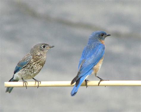 Male And Female Bluebirds On A Perch Photograph By Betty Pieper Pixels