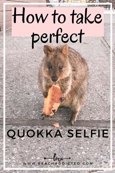 Quokka How To Get The Perfect Quokka Selfie On Rottnest Island