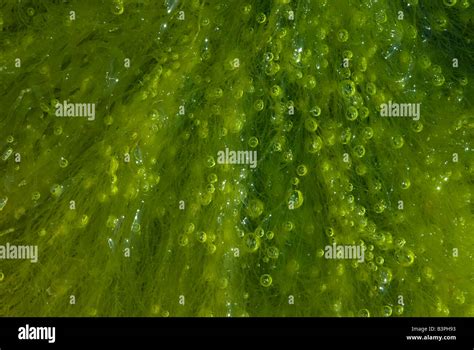 Algues Vertes Avec Bulles Produites Par La Photosynth Se Photo Stock