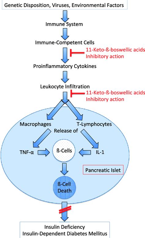Pathogenesis Of Autoimmune Diabetes Type 1 Lada Inhibitory Effects
