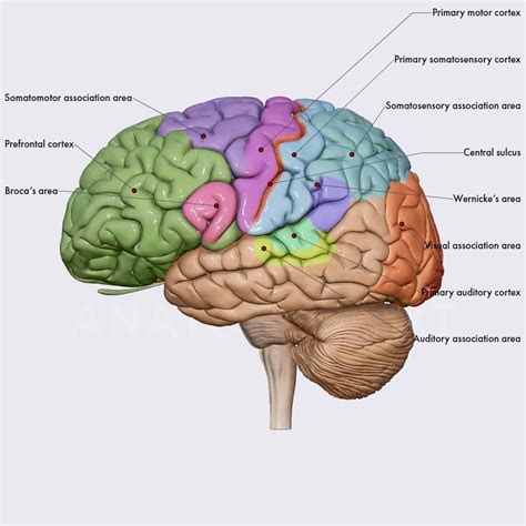 Functional Areas Of The Cerebral Cortex Brain Head And Neck