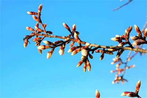 무료 이미지 아몬드 나무 봄 자연 싹 분기 작은 가지 유기체 하늘 꽃 식물 줄기 5222x3481