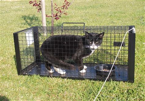 Put wet cat food or protein like tuna in trap and place traps around your property. Ferals and Strays