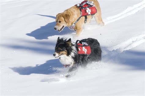 Ski Patrol Dogs Race To Help A Person Out At Breckenridge Ski Resort