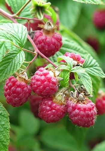 How To Grow Hydroponic Raspberries Hydrobuilder Learning Center