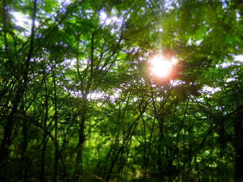 Free Images Tree Nature Forest Grass Branch Light