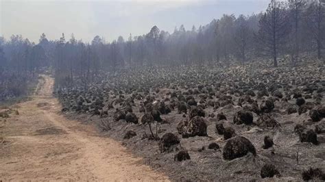 Suman Incendios Forestales Activos En Edom X Van En Aumento Posta