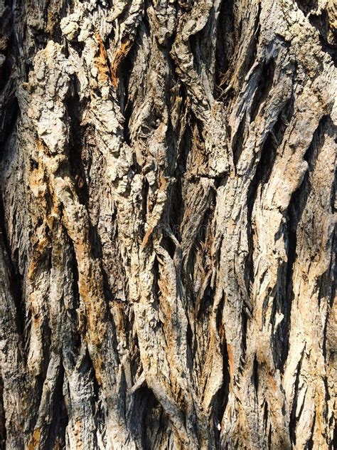 Mature Willow Bark Stock Image Image Of Alba Tree Salix 71406511
