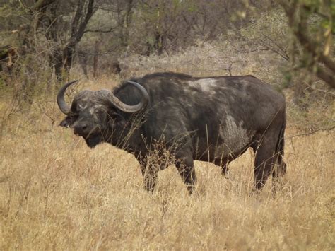 Fileafrican Buffalo Syncerus Caffer In Tanzania 3056 Nevit