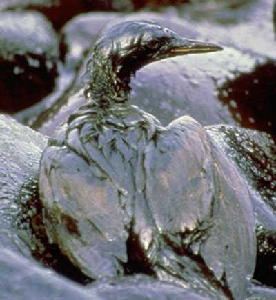 The Environmentalist Oil Spills Causes Effects And Control