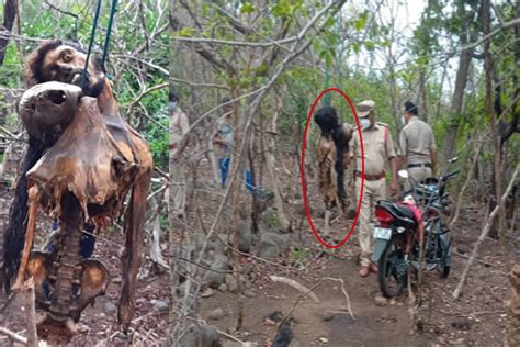 Two Dead Bodies Found Hanging After A Month In Ananthagiri Forest