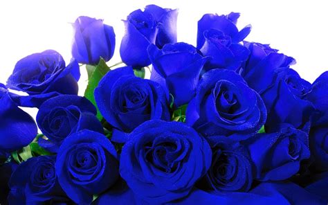 Nature pictures of flowers and butterflies for iphone and android. Blue Roses Wallpaper (58+ images)