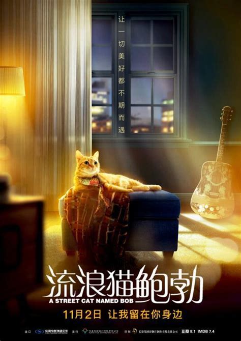 電影《流浪貓鮑勃》發佈終極海報 畫面溫馨自然 每日頭條