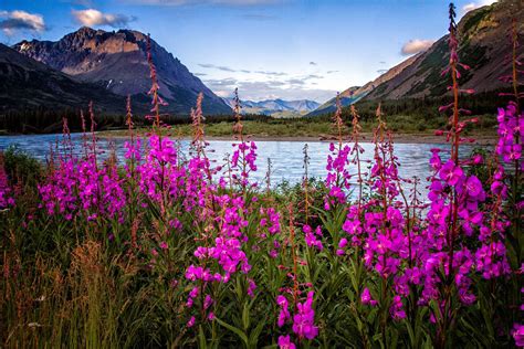Alaskan Fireweed Nenana River Photograph By Eyelightphotography North