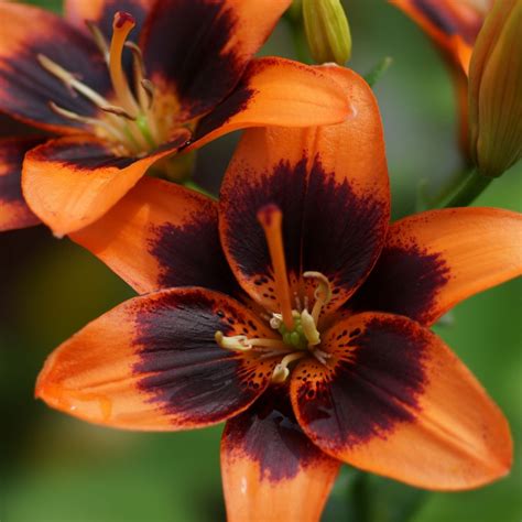 lily asiatic forever susan 5 bulbs longfield gardens