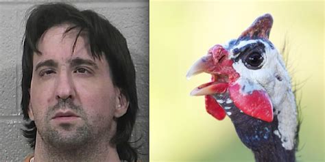 Man Who Had Sex With Chicken Allegedly Has Sex With Guinea Fowl Huffpost