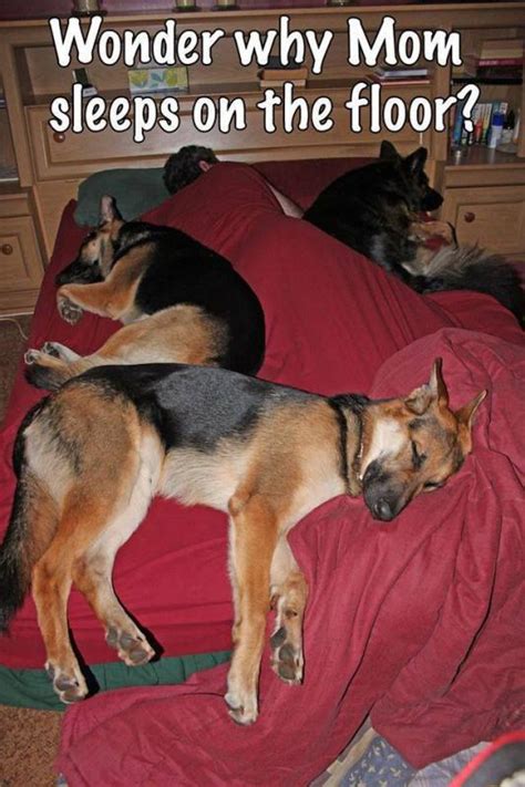 When in trouble, mom is always. German Shepherd Dog Forums - View Single Post - Funny GSD ...