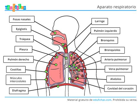Aparato Respiratorio para Niños Ficha con las Partes PDF