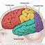 Brain Lobes  Mayo Clinic