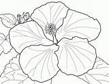 Coloring Hibiscus Pages Flowers Flower Adult Popular sketch template