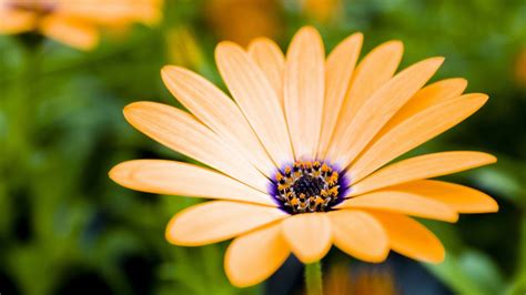 Best hd wallpapers of flowers, desktop backgrounds for pc & mac, laptop, tablet, mobile phone. Romantic Flowers: Gerbera Daisy Flower