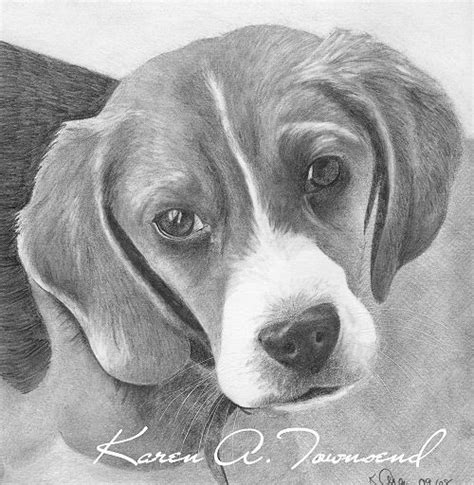 Beagle Pencil Drawing By Karen Townsend Beagle Art Animal