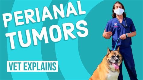 Perianal Tumors In Dogs Youtube