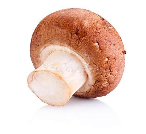 One Field Mushroom Isolated On White Background Stock Photo Image Of