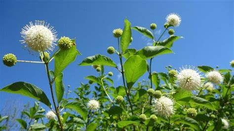 Cephalanthus Occidentalis Common Buttonbush Long Island Natives