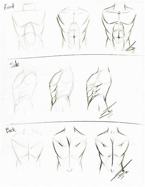 Torso Tutorial By Juacamo On Deviantart Body Sketches Torso Drawing