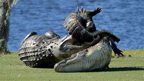 Watch Two Alligators Get Into Huge Fight On Golf Course Lifewithoutandy