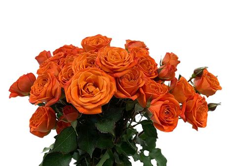 Orange Babe Rio Roses