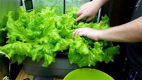 Harvesting Some Hydroponic Lettuce Youtube
