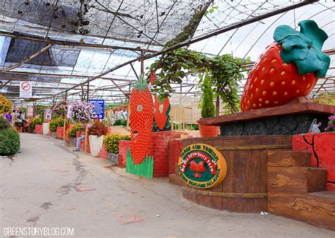 Address, phone number, eq strawberry farm reviews: 5 things to do in Cameron Highland | Short Trip ...