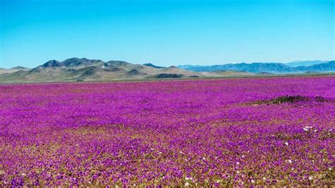 Flowers Bloom After Rain At The Worlds Driest Desert Rpics