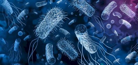 تقرير عن البكتيريا pdf