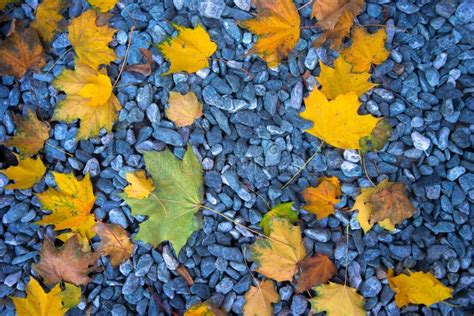 Autumn Leaves On The Stones Stock Image Image Of Life Detail 128833943