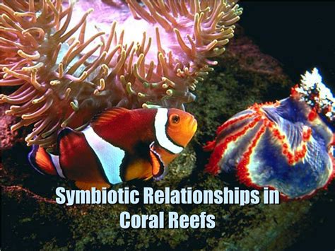Ppt Symbiotic Relationships In Coral Reefs Powerpoint Presentation Free Download Id