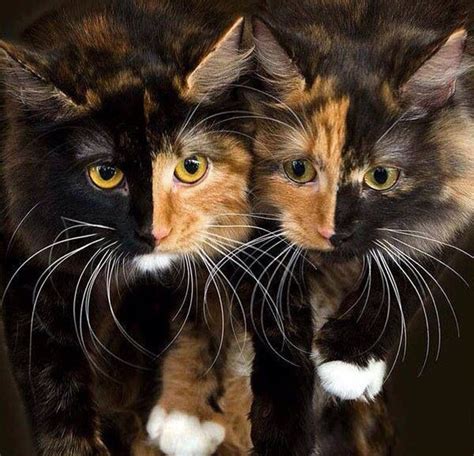 Chimera Cats Are Stunning 24th May 2014