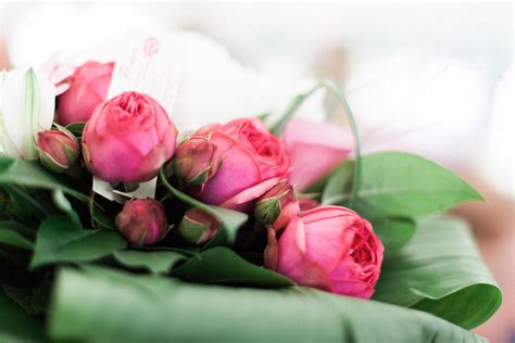 Безплатна снимка растение фотография цвете венчелистче розов